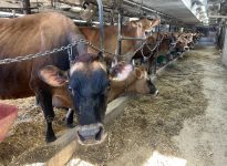 Avez-vous des tensions parasites dans votre étable?