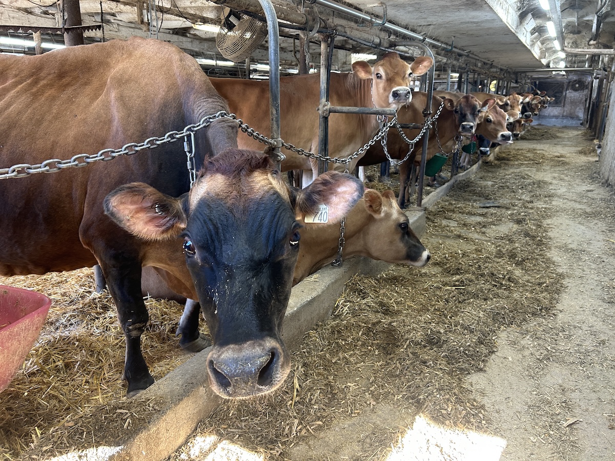 David Cécyre sert de l&rsquo;ensilage de maïs fermenté à l’année