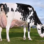 Vertdor Dempsey Minou est la Vache Coup de coeur Holstein Québec 2025.