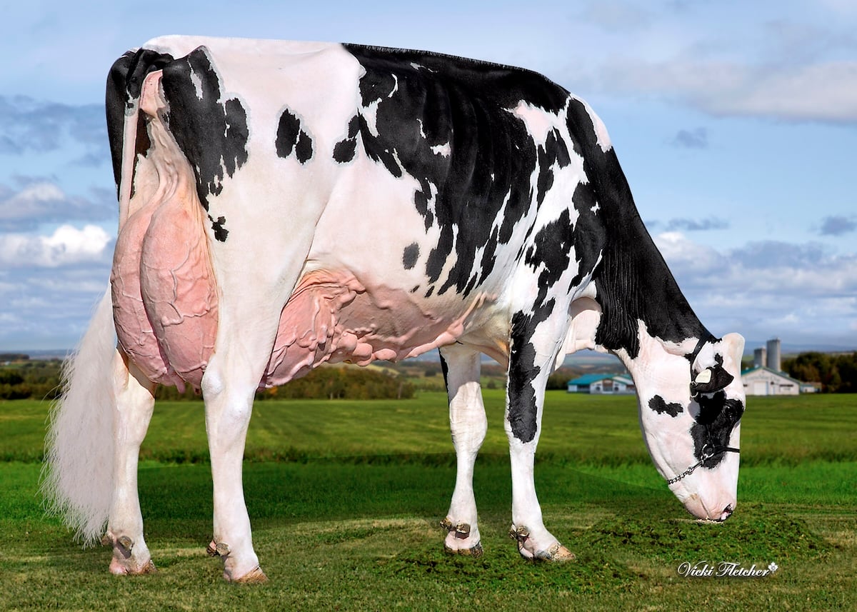 Vertdor Dempsey Minou est la Vache Coup de coeur Holstein Québec 2025.