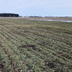 Il est vert, mais rien n'est gagné. Le blé a traversé l'hiver, reste à voir s'il saura traverser le printemps.