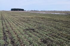 Il est vert, mais rien n'est gagn&eacute;. Le bl&eacute; a travers&eacute; l'hiver, reste &agrave; voir s'il saura traverser le printemps.