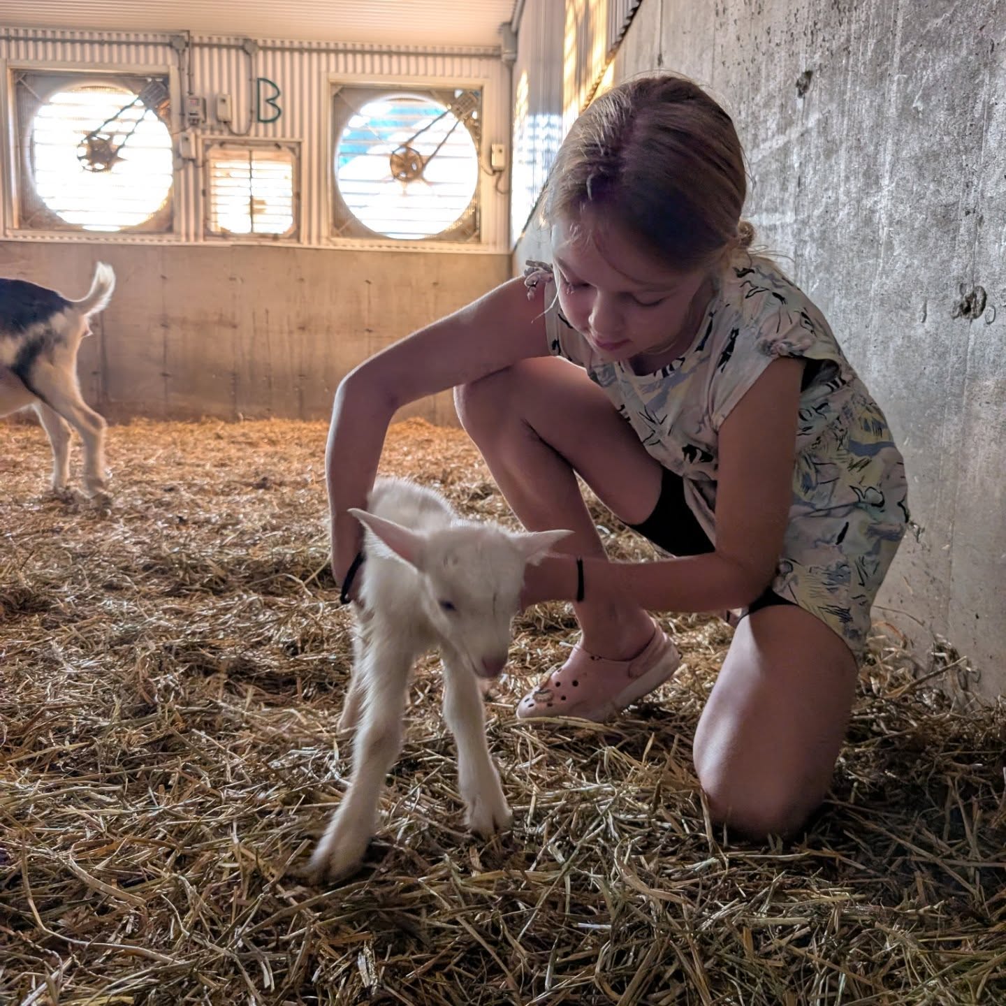 Activité d'École-o-champ chez Caprijol qui fait partie du réseau d’agri-ambassadeurs.
