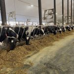 Les fermes laitières québécoises sont de plus en plus grandes et les vaches sont de plus en plus logées en stabulation libre.