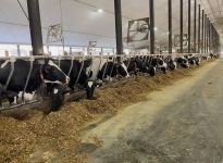 Les fermes laitières québécoises sont de plus en plus grandes et les vaches sont de plus en plus logées en stabulation libre.
