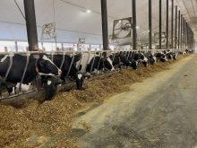 Les fermes laiti&egrave;res qu&eacute;b&eacute;coises sont de plus en plus grandes et les vaches sont de plus en plus log&eacute;es en stabulation libre.
