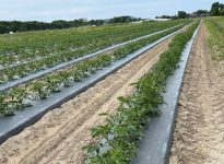 Hommage à Roger Doucet