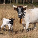 Vache avec collier virtuel