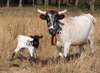 Vache avec collier virtuel