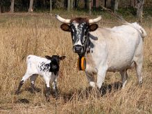 Vache avec collier virtuel