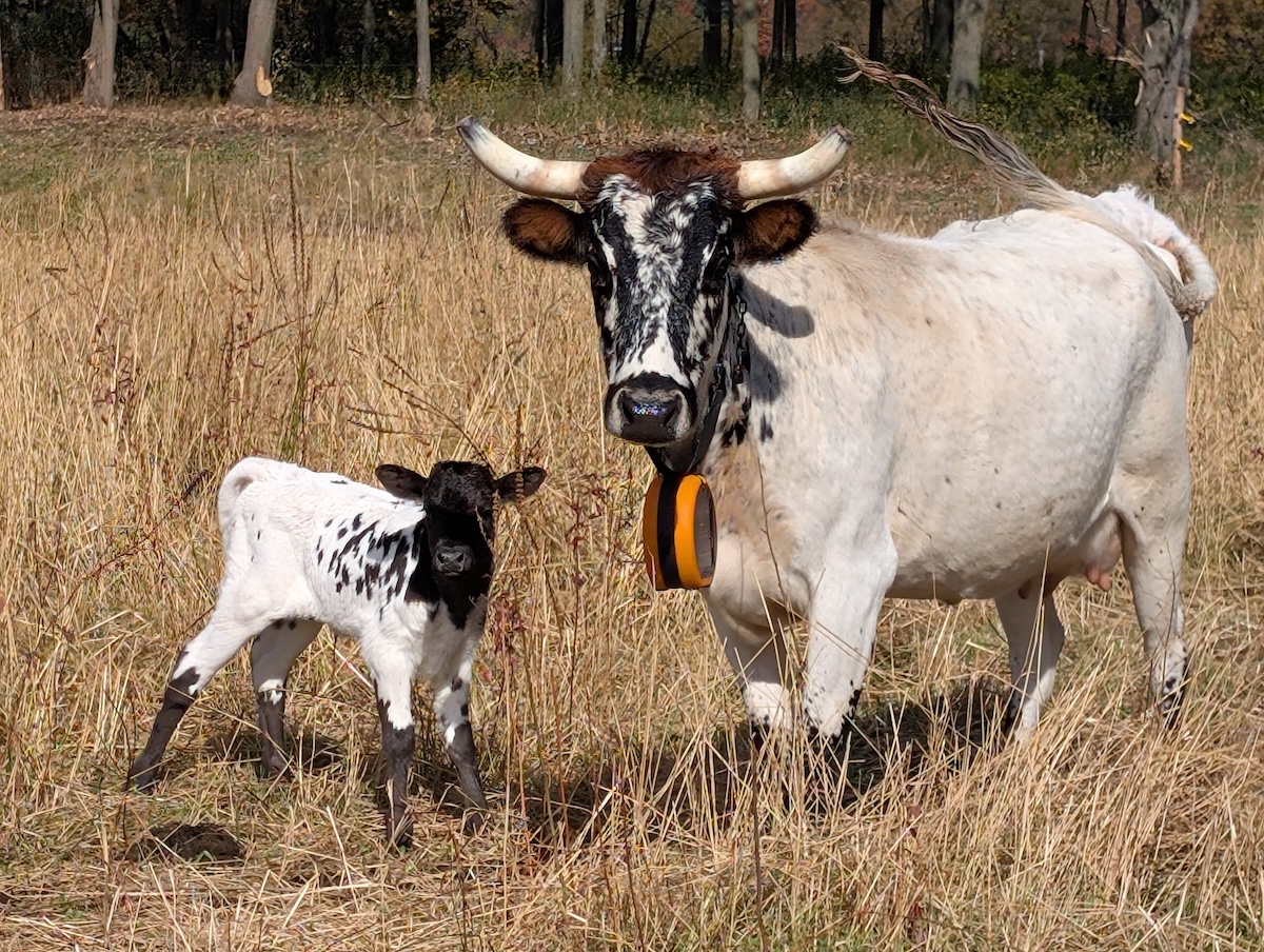 Vache avec collier virtuel