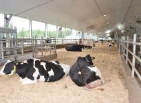 Dans un projet, Agriclimat et l'Université Laval a évalué les émissions de GES pour 62 fermes laitières.