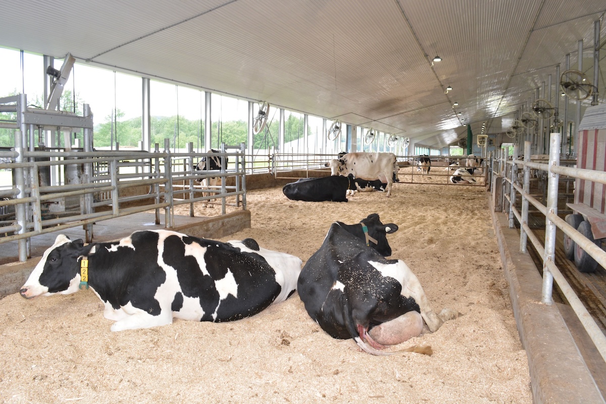 Dans un projet, Agriclimat et l'Université Laval a évalué les émissions de GES pour 62 fermes laitières.