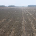 Un peu de vert beaucoup de brun. Le blé semble très amoché.