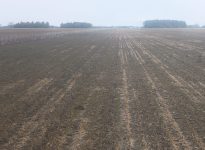 Un peu de vert beaucoup de brun. Le blé semble très amoché.