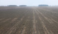 Un peu de vert beaucoup de brun. Le bl&eacute; semble tr&egrave;s amoch&eacute;.