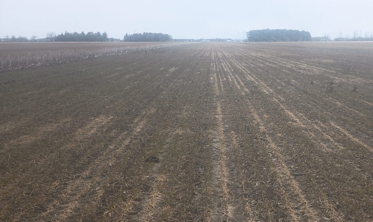 Un peu de vert beaucoup de brun. Le bl&eacute; semble tr&egrave;s amoch&eacute;.