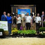 Les grandes Championnes chez les Holstein