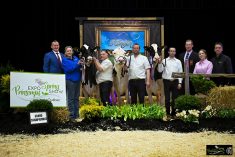 Les grandes Championnes chez les Holstein