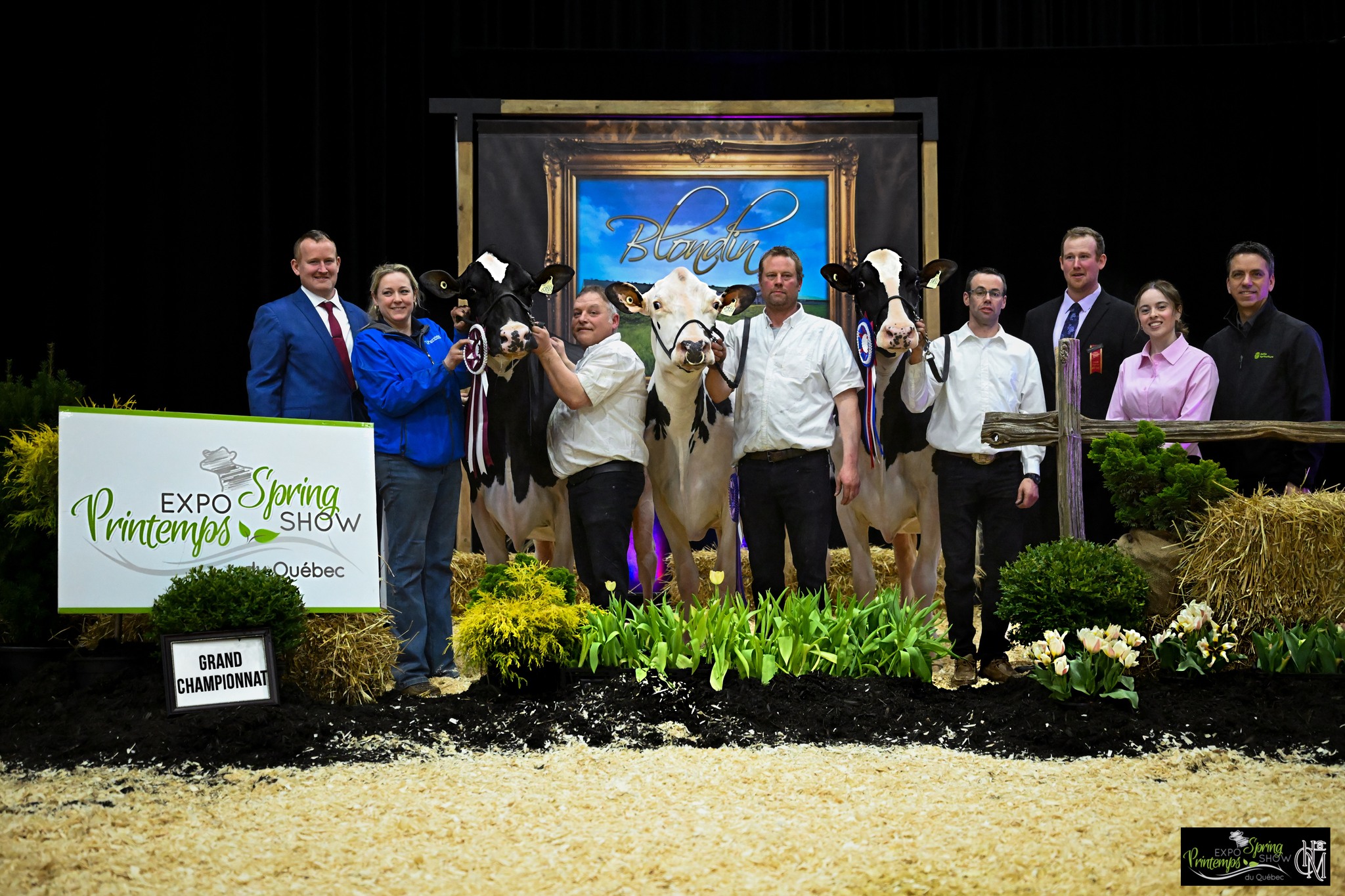 Les grandes Championnes chez les Holstein